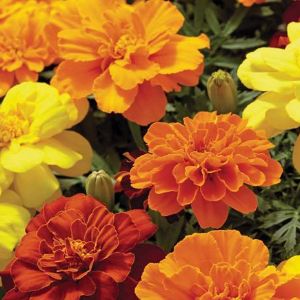 Marigolds